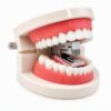 Denture‑Shaped Funny Mini Desktop Stapler for Office
