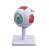 Detachable Human Eye Dissection Model Ophthalmology Institution Medical Teaching Model Triple Magnification Eyeball