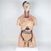 Detachable Human Torso Anatomy Model for Teaching & Training Resources