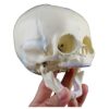 DFEDHF Anatomy Models Human Fetal Medical Skull Anatomical Skeleton Model Learning Teaching Supplies for Medical Science Teaching Science Tool Study Tools
