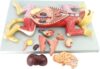 DFEDHF Cat Anatomy Model - Removable 10 Parts Kit for Veterinary Study and Teaching, 1:1 Scale Pet Organ and Muscle Representation