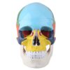 DriKou Human Skull Anatomical Model Colored Adult Skull Teaching Instrument
