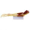 Educational Simulation Adult Arm Anatomical Model– PVC