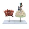 Enlarged Anatomical Model of Human Lung Segments Lobules Alveoli Bronchi