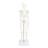 Estink Human Skeleton Model 45cm PVC with Movable Joints and Stand
