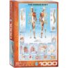 EuroGraphics Human Body Puzzle (1000-Piece)
