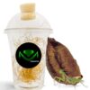 European Mantis Egg Case 1-Pack | Live Hatching Science Activity Kit