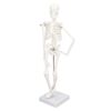 Fabater Skeleton Model, 45CM Mini Human Body Skeleton Model, PVC with Movable Arms Legs and Detachable Metal Stand for Students Chiropractors Physical Therapists