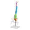 Fafeicy Human Spine Model with Pelvis Femur, 45cm Flexible Anatomical