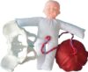 Female Childbirth Model for Midwifery Training, Separable Baby & Pelvis, Includes Umbilical Cord & Placenta for Gynecology Education, Life Size Teaching Aid