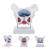 Female Pelvic Model, Life-Size Anatomy of Pelvic Floor Muscles and Removable Organs, Educational Medical Science Tool for Anatomy Studies