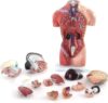 Female Torso Anatomy Model, 15 Detachable Parts for Teaching