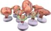 Fetus Development Model, Embryonic Development Model Set