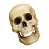 FewNvWa 3X White Resin Model Teaching Skeleton Ornament