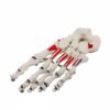 Fonowx Human Skeletal Joint Model Bone Model Showing Detailed Joint Construction and Muscle Points in Hardwearing PVC Suitable for, Muscle Foot Bone