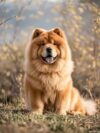 Fun Jigsaw Puzzle 500 Pieces for Adults Chow Dog Beads by Number Stitch Handmade Arts and Crafts for Living Room Home Wall Decor 20.5 x 15 in