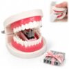 Funny Denture Shaped Stapler, Tooth-Shaped Stapler for Office with Staples (Stapler)