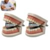 Funny Denture Shaped Stapler, Tooth‑Shaped Mini Desktop Stapler，2PCS