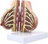Gynecomastia Anatomical Model, Female Breast Breastfeeding Simulation
