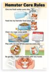 Hamster Care Rules Cartoon Educational 12x18 US Made Poster
