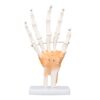 Hand Skeleton Model Life Size PVC with Joints for Teaching