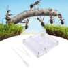 Haofy Transparent Observation, 11x10x1.7cm Slim Formicarium
