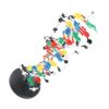 Horett DNA Structure Model Dual Base Pairs Teaching