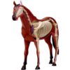 Horse Anatomy Model, 4D Vision Detachable Animal Skeleton Specimen, 26 Parts Horse Organ Anatomy for Educational Use and Learning