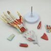 Human Anatomy Hand Model, Skeleton with Bones, Muscles, Ligaments, Nerves and Blood Vessels, 7 Parts, Life-Size Joints