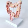 Human Anatomy Model, 3D Colon Anatomical Education Replica for Physiology Study, Detailed Educational Tool for Students and Professionals, Ideal for Medical Training