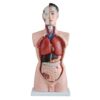 Human Anatomy Model, Male Torso Figure Model with 19 Removable Tools