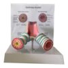 Human Asthma Anatomy Model - Respiratory System Bronchial Model for Students Study Display Teaching Model