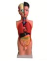 Human Body Anatomy Model, Half-Body Visceral Organ Skeleton for Educational Use, Perfect for Teens and Students, Detailed Anatomical Structure, Ideal for Learning