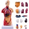 Human Body Model for Anatomy and Physiology, 11 Inch Human Anatomy Model with 14 Removable Parts, Anatomical Torso with Organs for Medical Students, Classroom & Science Education