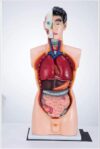 Human Body Torso Anatomy Model, Internal Organ Teaching Display Model