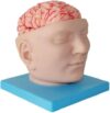Human Brain Model, 9‑Part Detachable with Digital Markers for Teaching
