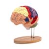 Human Brain Model Anatomy Tool, PVC