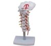 Human Cervical Spine Model with Carotid Artery & Nerve for School Teaching