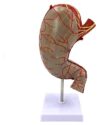 Human Digestive Anatomy Model, Stomach and Digestive System Educational Tool, Life-Size Human Body Organs for Anatomy Learning and Teaching