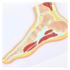 Human Foot Anatomy Model, Foot Joint Skeletal Muscle Model with Ligaments