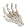Human Hand Skeleton Model, 6.1 inch Anatomical Hand Bone for Teaching Tool