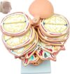Human Head Cross Section Model 12 Parts Medical Head Cross Section Horizontal Section Model for Medical Classroom Study