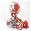 Human Head Neck Muscle & Brain Anatomical Model, Cranial Neck Thorax Model with Trachea Thyroid Structure for Medical Teaching & Display