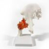 Human Hip Joint Model with Ligaments