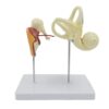 Human Inner Ear Labyrinth Enlarged Anatomical Model, Ossicle Tympanic Membrane Cochlear Structure Model for Medical Teaching & Display