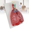 Human Laryngeal Heart and Lung Model with 7 Detachable Parts, 51 Indicator Signs for Science Classroom Learning and Anatomy Study