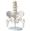 Human Lumbar Spine Model with Pelvis and Leg Bones – 5-Section Removable Anatomy Model