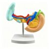 Human Pancreas Spleen Duodenum Pathology Model -Model