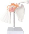 Human Shoulder Joint Anatomy Model with Ligaments and Skeleton, Movable Abduction Adduction for School Teaching and Learning