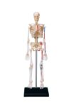 Human Skeleton Model with Nerves